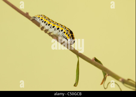 Larva of the moth Toadflax Brocade Stock Photo