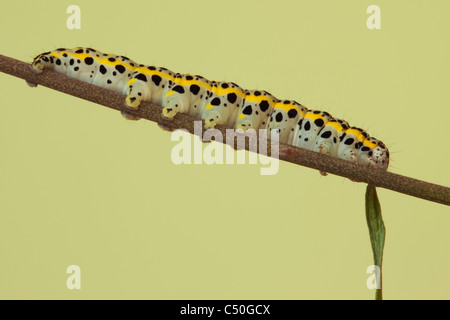 Larva of the moth Toadflax Brocade Stock Photo