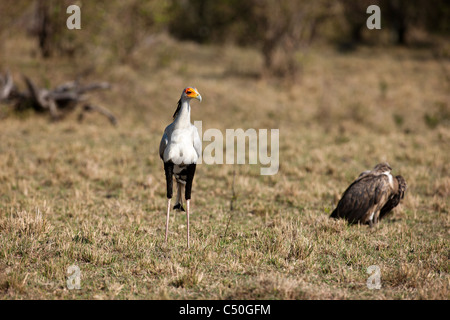 A secretary bird standing tall and proud. Masai Mara Northern Conservancy, Kenya. Stock Photo