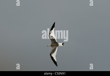 Sabine's Gull juvenile in flight Stock Photo