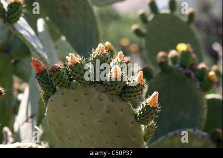 PRICKLY PEAR CACTUS IN FLOWER Stock Photo