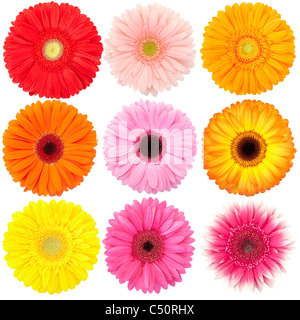 Flower of gerber daisy collection isolated on white Stock Photo