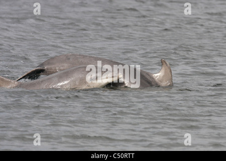 Three year old male Bottlenose dolphin (Tursiops truncatus) swimming next to its mother, Moray Firth, Scotland, UK