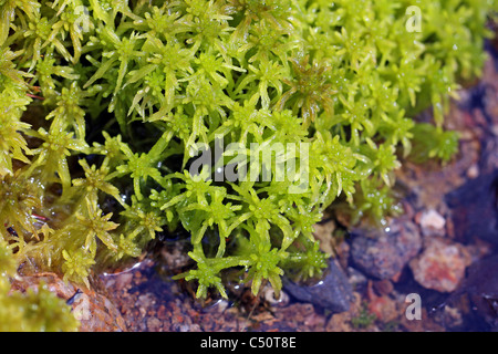 Macro view of Green Sphagnum Moss by Water Stock Photo