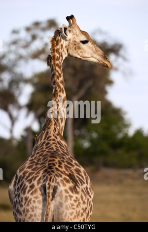 Close-up patient expectant female Giraffe being cleaned by several red billed oxpeckers standing in open looking back field in Botswana WOP Stock Photo