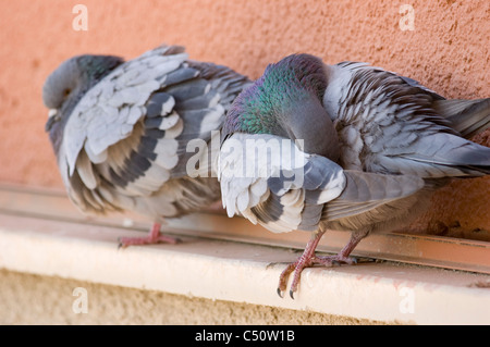 Two City Pigeons (Columba livia) perched on a ledge Stock Photo