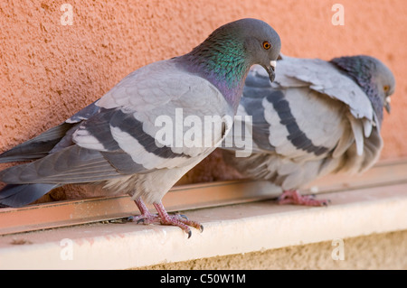 Two City Pigeons (Columba livia) perched on a ledge Stock Photo