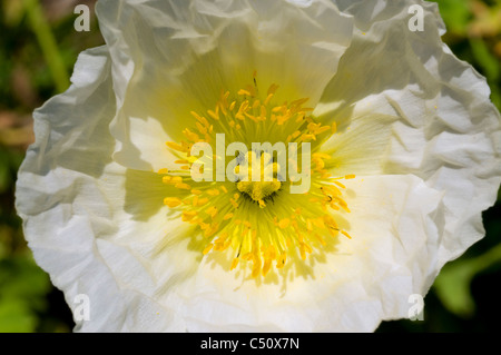 Large tropical hibiscus flower Stock Photo