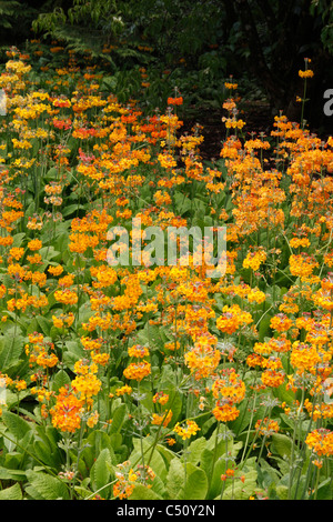 Orange and yellow Candelabra Primulas (Primula bulleyana) in woodland garden Stock Photo