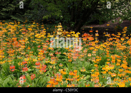 Orange and yellow Candelabra Primulas (Primula bulleyana) in woodland garden Stock Photo