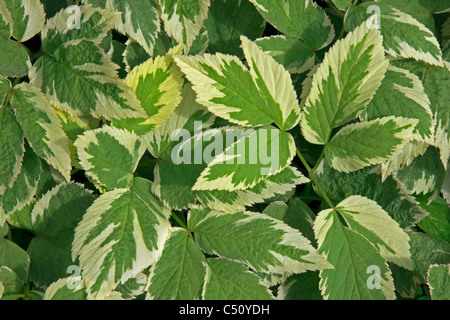 Variegated ground elder - Aegopodium podagraria ‘variegatum’ Stock Photo
