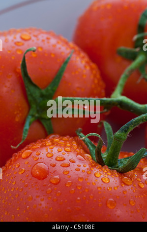 Vertical image of tomatoes with vine. Stock Photo