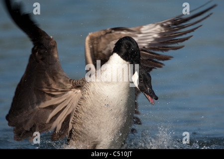 Canada Black goose preening and bathing Stock Photo