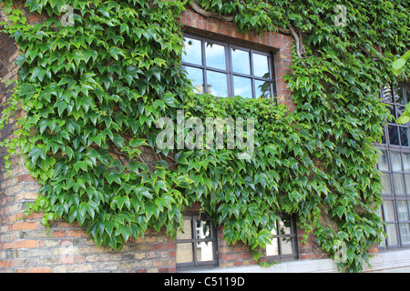 Common ivy growing on a brick wall around windows, Copenhagen, Denmark Stock Photo