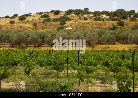 Vineyards and olive groves in the Judean Hills, Israel Stock Photo