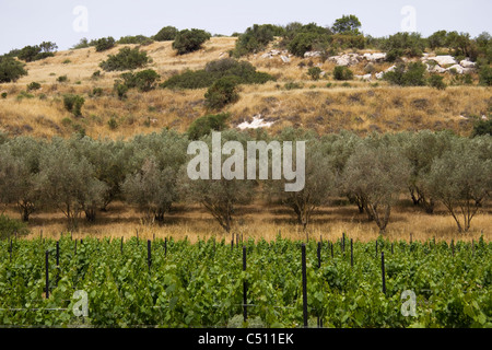 Vineyards and olive groves in the Judean Hills, Israel Stock Photo