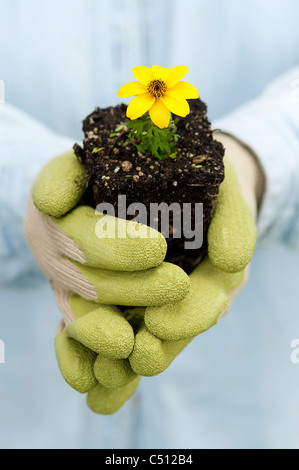 Close up of green gloves holding a dwarf yellow bidens Stock Photo