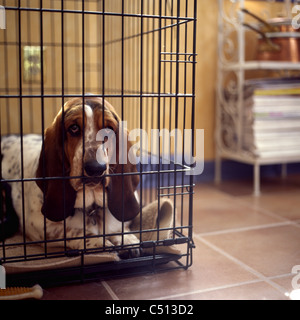 Basset hound in crate Stock Photo