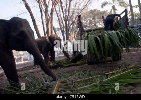 Elephant are fed after a day working in the tsunami zone in Banda Aceh, Indonesia. Stock Photo