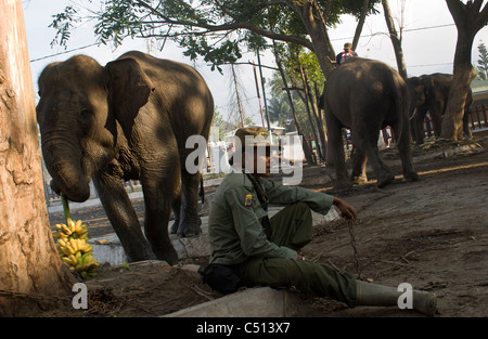 Elephants after a day working in the tsunami zone in Banda Aceh, Indonesia. Stock Photo