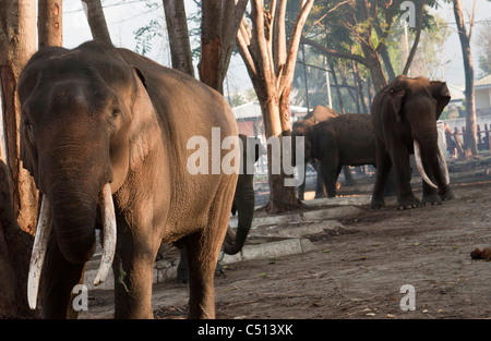 Elephants after a day working in the tsunami zone in Banda Aceh, Indonesia. Stock Photo