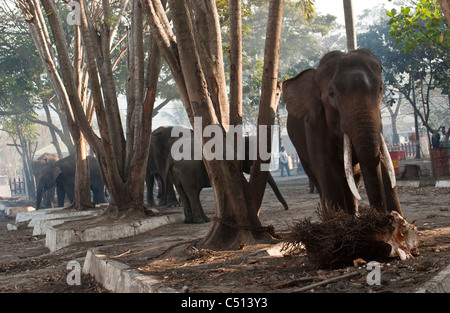 Elephants after a day working in the tsunami zone in Banda Aceh, Indonesia. Stock Photo