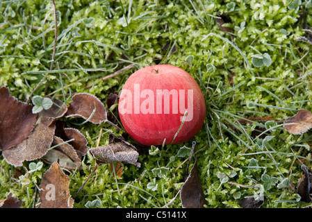 Frost covered apple resting on the ground Stock Photo