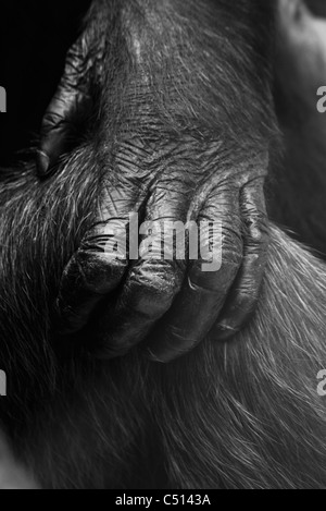 Gorilla hand Stock Photo - Alamy