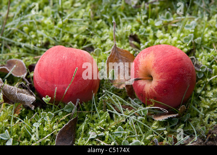 Frost covered apples resting on the ground Stock Photo