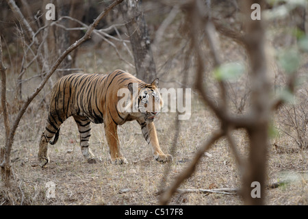 Adult male Tiger T-24 walking inside the trees at Ranthambhore, India. ( Panthera Tigris) Stock Photo