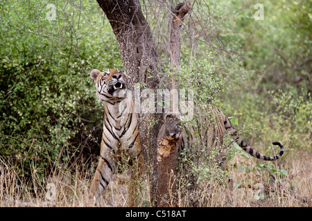 Adult Bengal Tiger Patrolling in the wild forest of Ranthambhore, India. ( Panthera Tigris ) Stock Photo