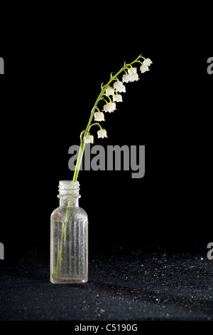 Lily-of-the-valley in a small glass bottle Stock Photo