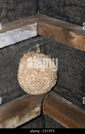 Abandoned wasps' nest stuck to the felt and rafters of the roof ridge in the loft or attic of a domestic house Stock Photo