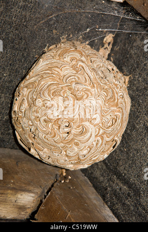 Abandoned wasps' nest stuck to the felt and rafters of the roof ridge in the loft or attic of a domestic house Stock Photo