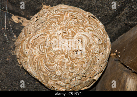 Abandoned wasps' nest stuck to the felt and rafters of the roof ridge in the loft or attic of a domestic house Stock Photo