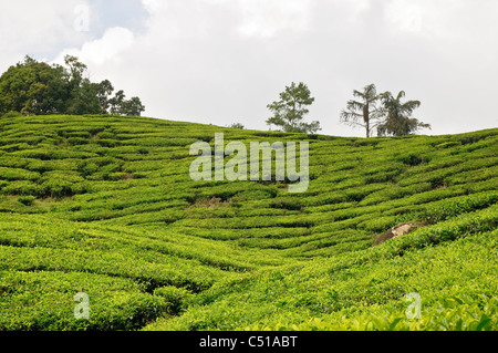 Tea plantation, Cameron Highlands, Malaysia, Southeast Asia, Asia Stock Photo