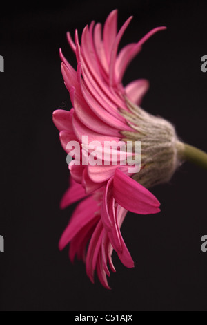 Pink Gerbera shot from side angle on Black Background Stock Photo