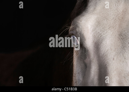 detail of horse head Stock Photo