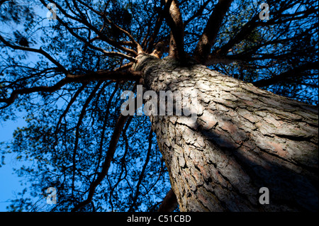 Pine ( pinus sylvestris ) trunk and branches , Finland Stock Photo
