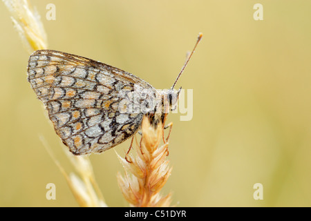 Knapweed fritillery butterfly (Meltaea phoebe) covered in dew and perched on a grass seed head Stock Photo