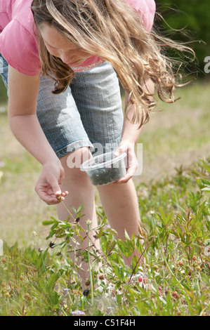 girl picking fresh berries in field Stock Photo