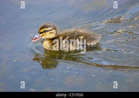young duck duckling swimming alone mallard fuzzy feathers Stock Photo