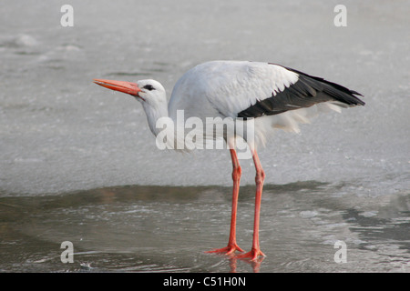White Stork (Ciconia Ciconia) drinking from a hole in a frozen ditch, The Hague, Netherlands Stock Photo