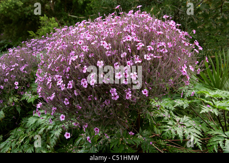 Madeira Cranesbill, Geranium maderense, Geraniaceae. Stock Photo