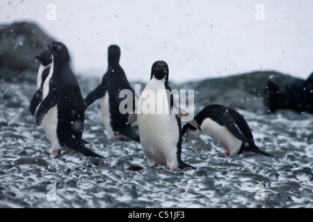 Group of Adelie and Chinstrap Penguins in Antarctic blizzard on rocky snow covered beach 1 bird making eye contact its flippers up Stock Photo