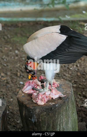 King Vulture feeding on raw meat. Stock Photo