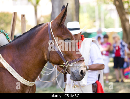 Profile view of mule Stock Photo