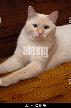 A portrait of a flame point siamese cat, otherwise known as an oriental shorthair.  This cat has blue eyes. Stock Photo