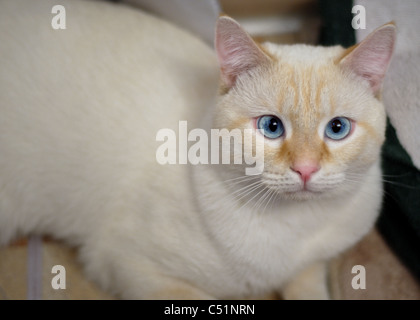 A portrait of a flame point siamese cat, otherwise known as an oriental shorthair.  This cat has blue eyes. Stock Photo