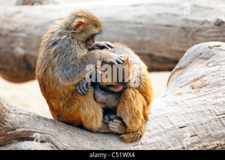 Two Rhesus Monkeys Interacting on a Tree, Quingling Mountain Zoo, Xian, Shaanxi, China Stock Photo